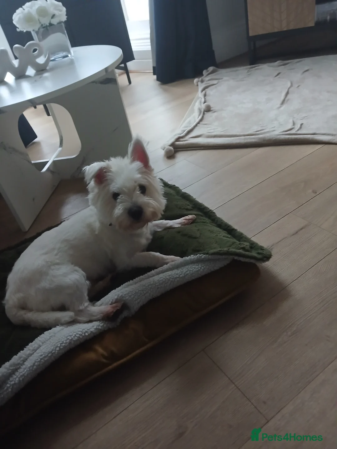 Westiepoo dogs for sale: Westipoo - Advert 2