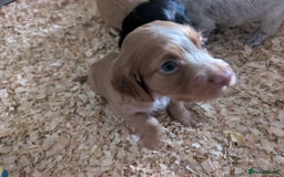 Cocker Spaniel dogs for sale: KC registered working cocker spaniel puppiess.  - Image 3