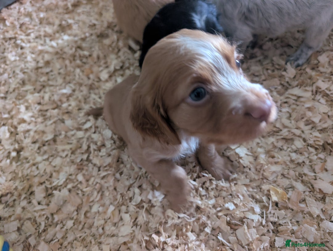 Cocker Spaniel dogs for sale: KC registered working cocker spaniel puppiess.  - Image 3