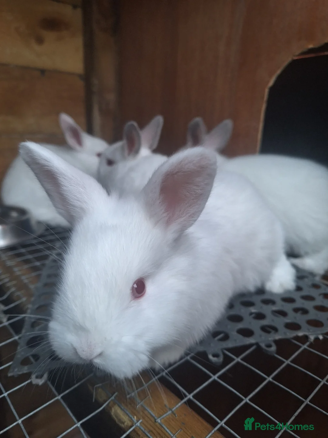 New Zealand rabbits for sale: New Zealand white cross with Californian Rabbits - Advert 10