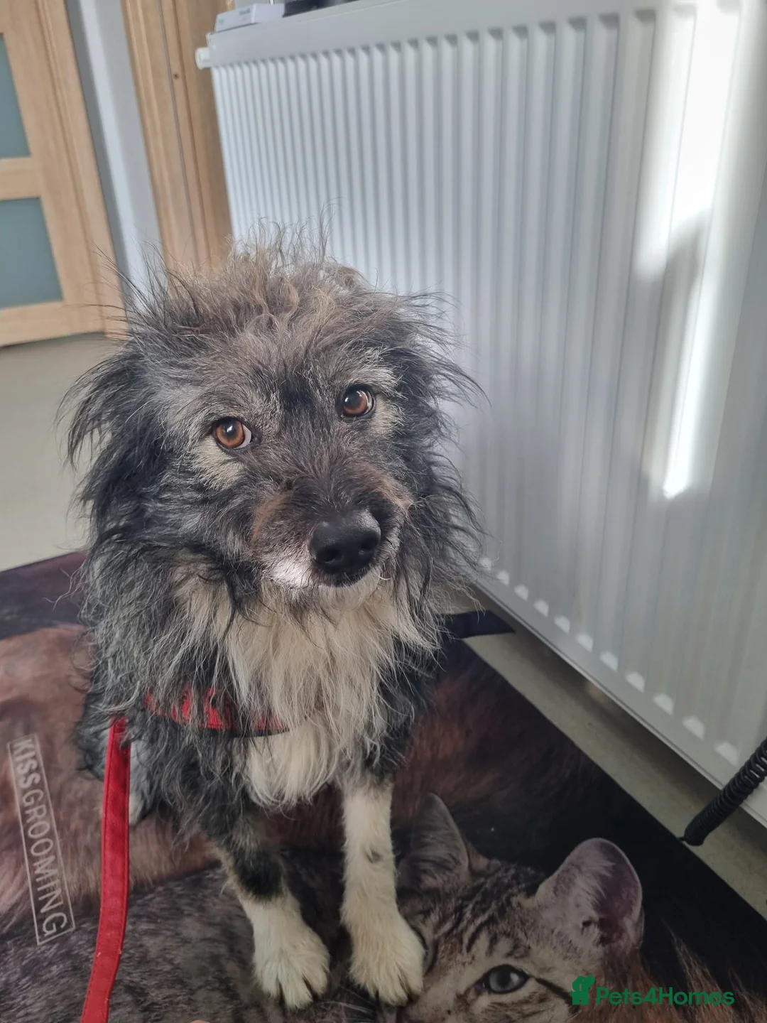 Mixed Breed dogs for sale: STORMY – s Superb young boy for a Loving Home - Advert 9
