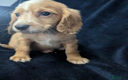 Cockapoo dogs for sale: Cockapoo puppies  - Image 7