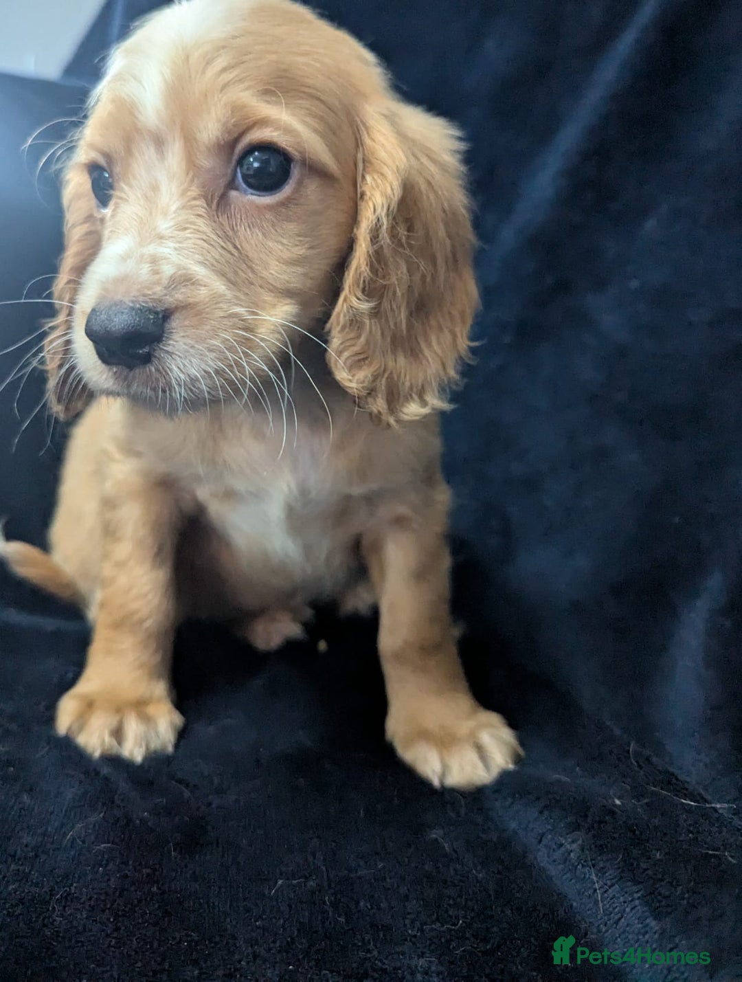 Cockapoo dogs for sale: Cockapoo puppies  - Image 7