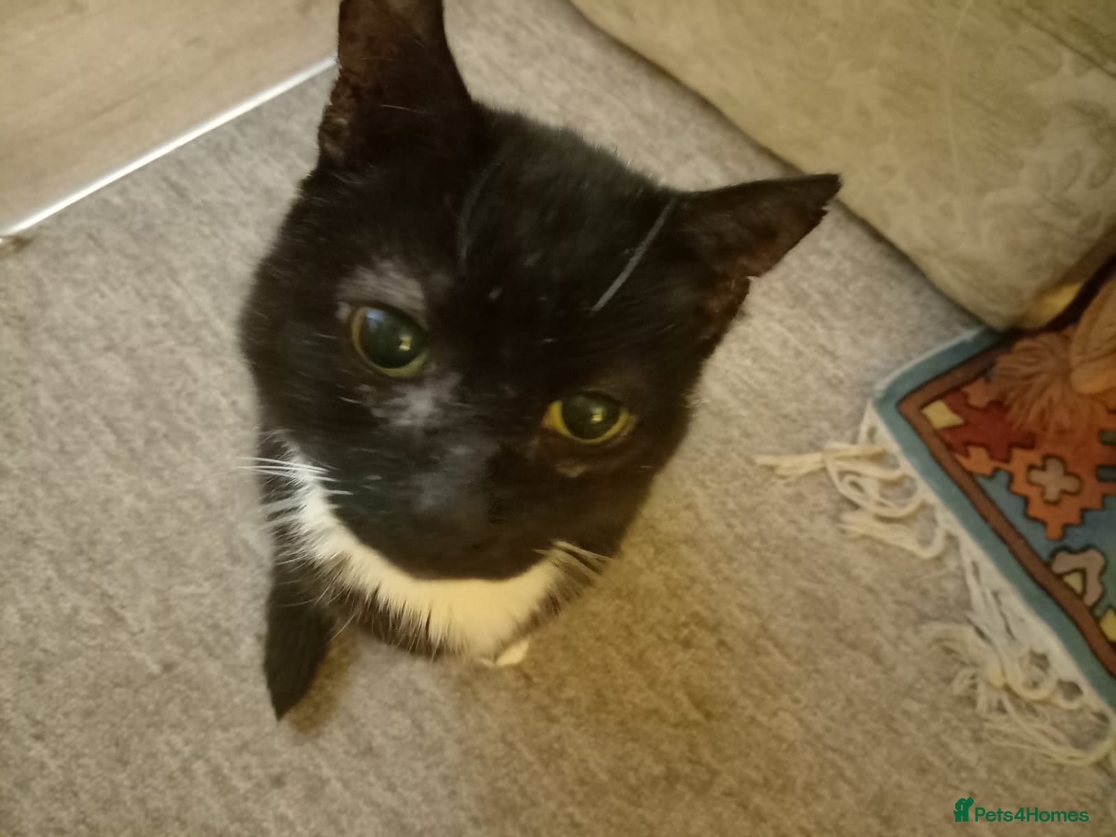 Mixed Breed cats Mickey - Advert 1