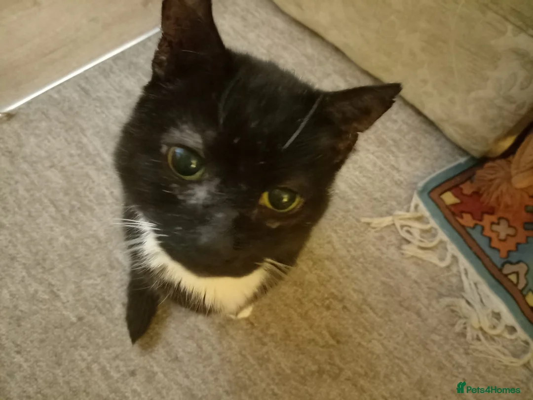 Mixed Breed cats for sale: Mickey - Advert 1