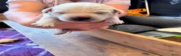 Labrador Retriever dogs for sale: Beautiful Labrador Puppies - KC Registered  in Luton - Advert 5