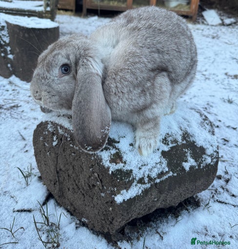 Gallery Image {{count}}