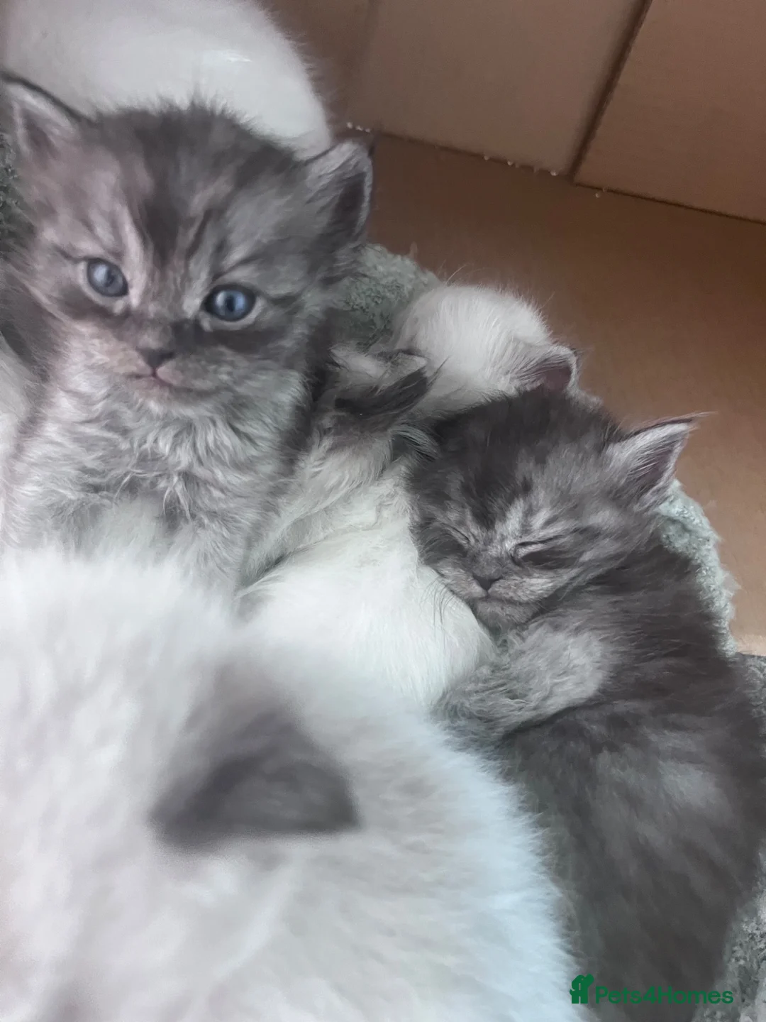 Persian cats for sale: Half pershian/half ragdoll  - Advert 2