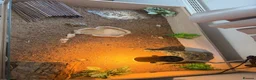 Tortoise reptiles for sale: Horsefield Tortoise  - Advert 2