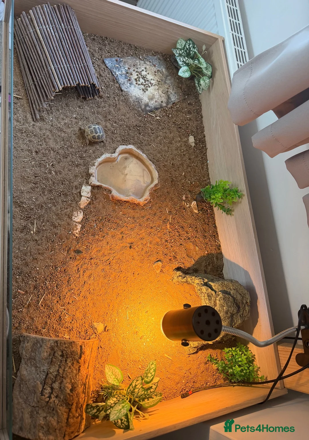 Tortoise reptiles for sale: Horsefield Tortoise  - Advert 2