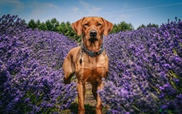 Labrador Retriever dogs for sale: Red pups due - Image 4