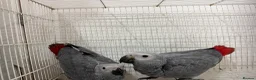 Parrots birds for sale: Young African greys closed rung with cities  in Leeds - Advert 4