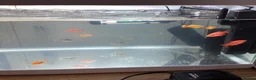 Corys fish for sale: FREE Coldwater Fish (Mixed) + Fish tank included  - Advert 5