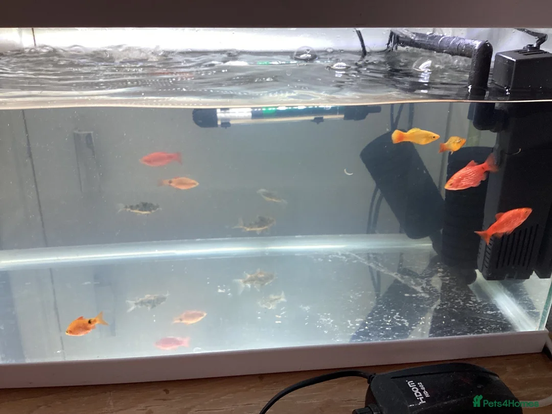 Corys fish for sale: FREE Coldwater Fish (Mixed) + Fish tank included  - Advert 5