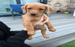 Cockerdor dogs for sale: Fox red cockador  - Image 12