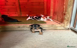 Jack Russell dogs for sale: Puppy jack Russel  - Image 2