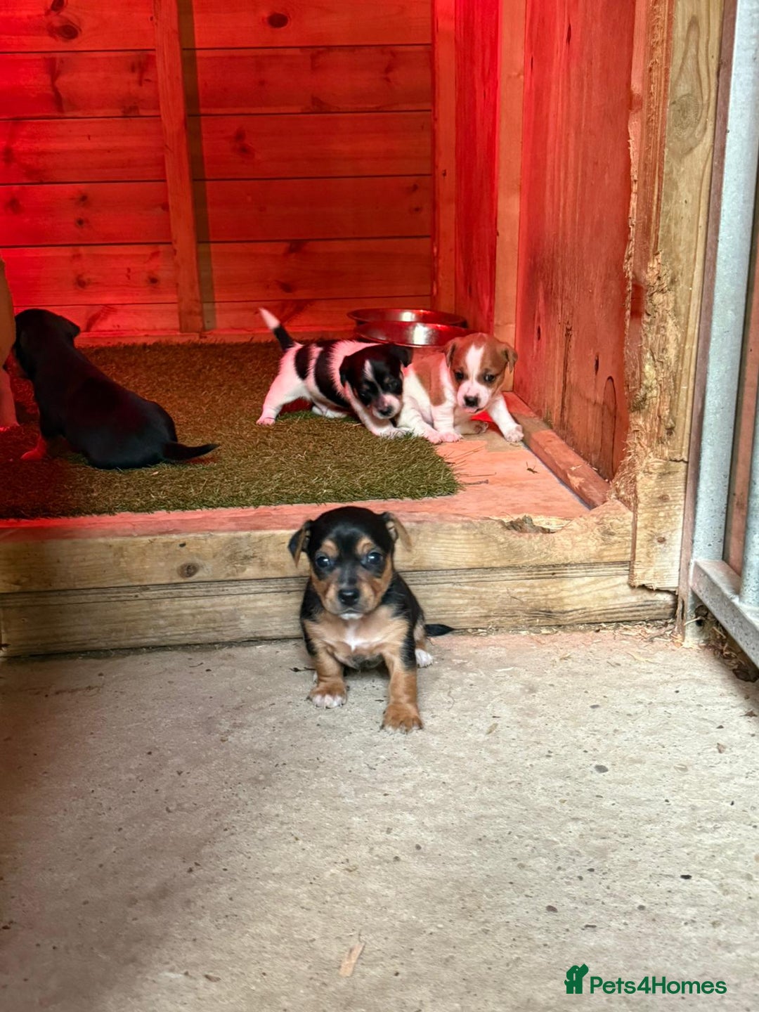 Jack Russell dogs for sale: Puppy jack Russel  - Image 2