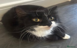 British Longhair cats for sale: Beautiful longhaired kittens ready to go now! - Image 1