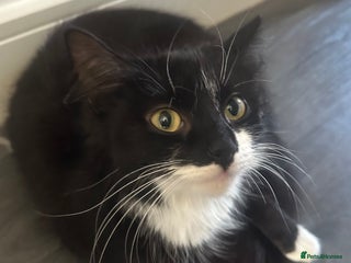 British Longhair cats for sale - Advert 1