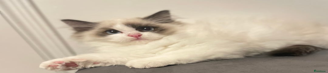 Ragdoll Kitten 3