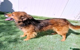 Mixed Breed dogs for adoption: 🐾 Brownie – a little soul longing for love ❤️ - Advert 3