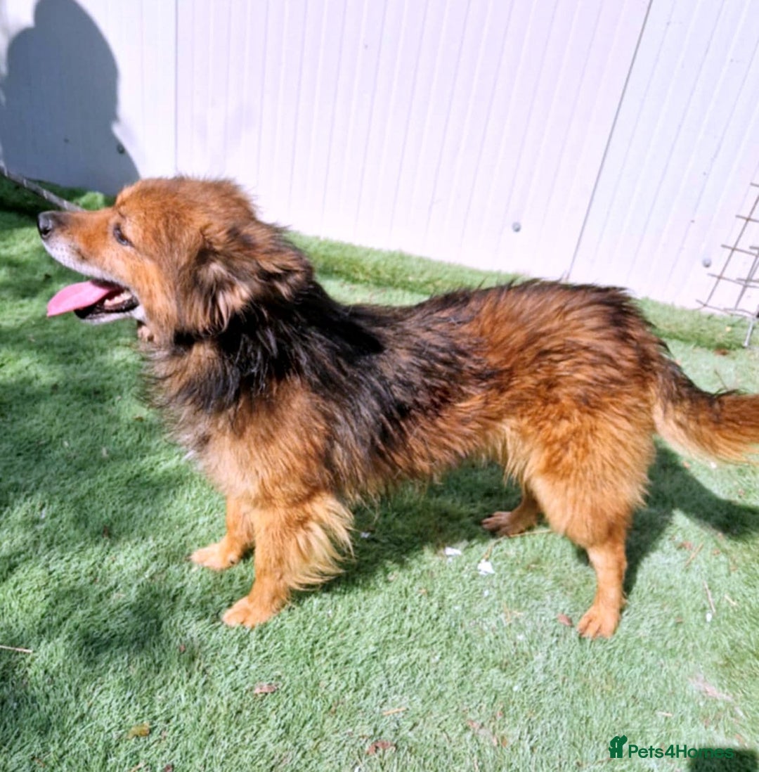 Mixed Breed dogs for adoption: 🐾 Brownie – a little soul longing for love ❤️ - Advert 3