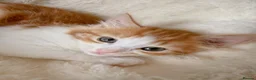 Mixed Breed cats for sale: Paris. Female Longhaired Ginger and White kitten - Advert 3