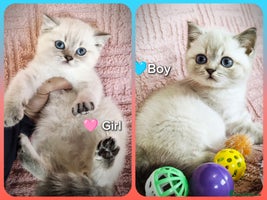 British Shorthair cats ❤️💙Last 2 Kittens ● TICA Reg ● BSH ●Colorpoints ✨ - Advert 5