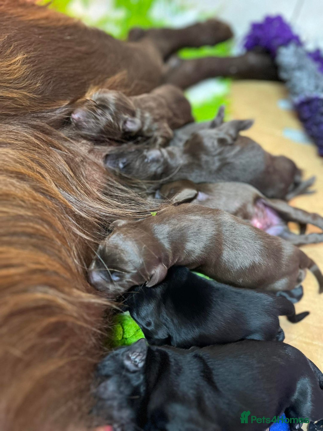 Flat coated Retriever dogs for sale: Lovely Boys Looking For Looking for Home - Advert 1