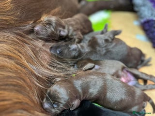Flat coated Retriever dogs Lovely Boys Looking For Looking for Home - Advert 4