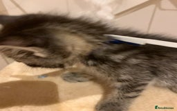 Mixed Breed cats for sale: Mixed Himalayan - Image 29