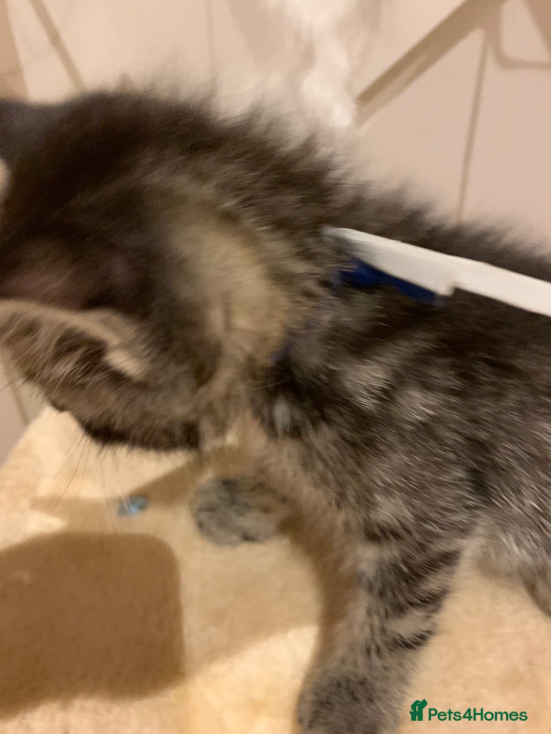 Mixed Breed cats for sale: Mixed Himalayan - Image 29