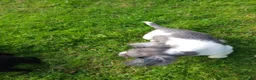 Cocker Spaniel dogs for sale: Beautiful Cocker Spaniel puppies in Llanelli - Advert 4