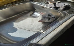 Scottish Fold cats for sale: Stunning Male Silver-Tipped Scottish Straight  - Image 3