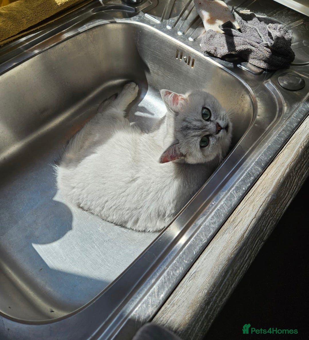 Scottish Fold cats for sale: Stunning Male Silver-Tipped Scottish Straight  - Image 3