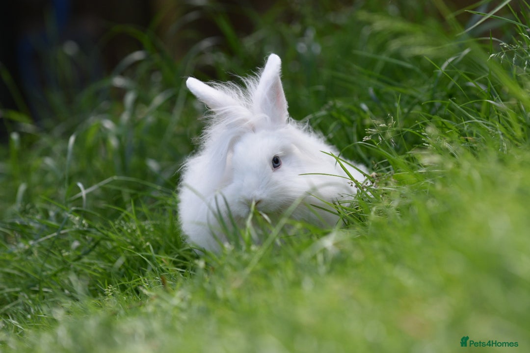 Mixed Breed rabbits for sale: 6 Month Old Lionhead x Angora Does - Image 10
