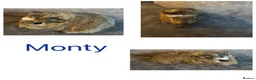 Guinea Pig rodents for sale: X8 baby boy/boar/male guinea pigs ready now.  - Advert 10