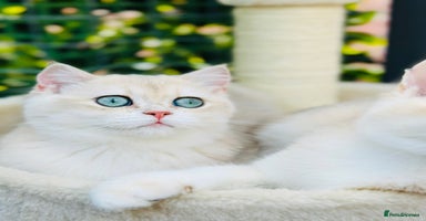 British Shorthair cats - Advert 12