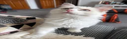 Ragdoll cats for sale: Most Affectionate, Gentle, Rare Colour Ragdoll - Advert 11
