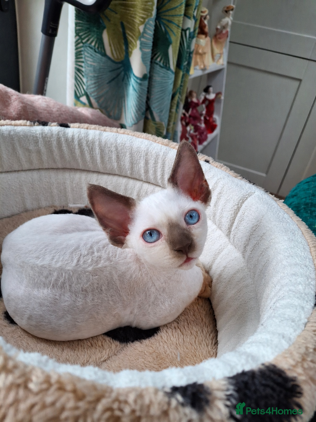Devon Rex cats Last girl still available!!! - Advert 3