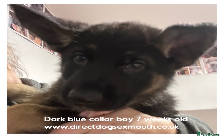 German Shepherd dogs - Advert 6