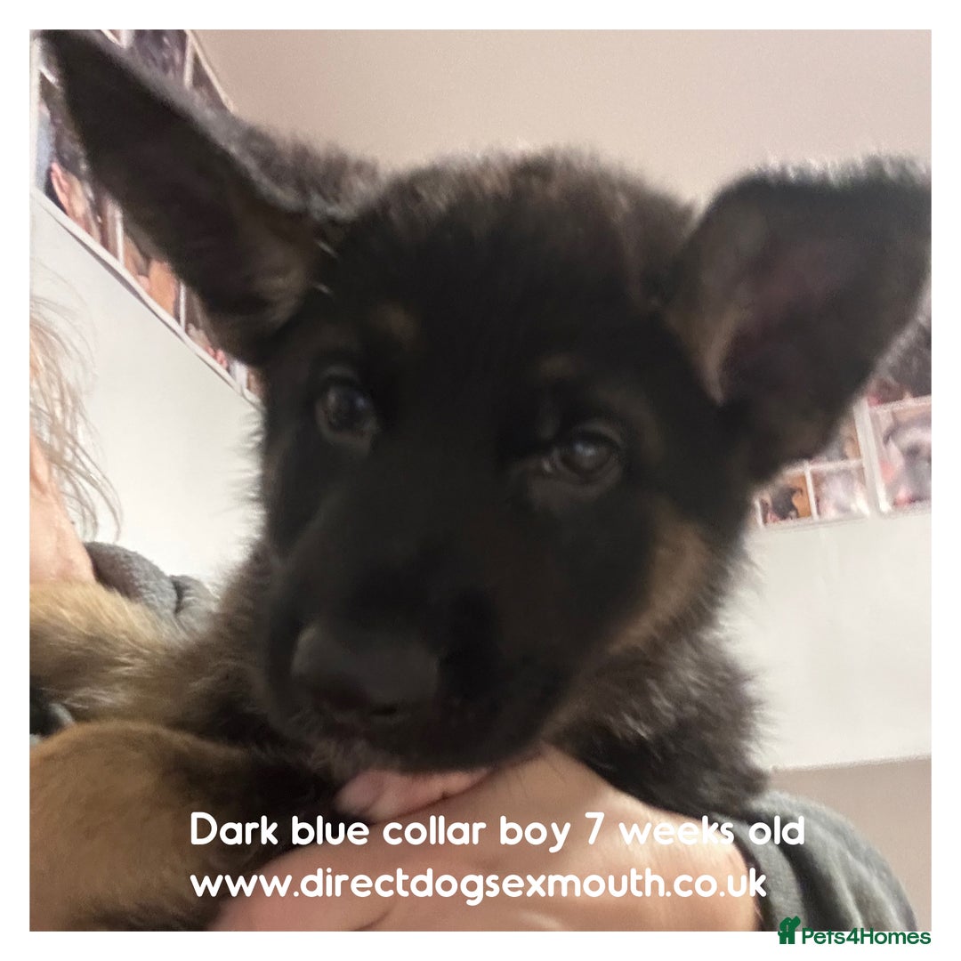 German Shepherd dogs for sale: German shepherd puppies  - Image 1