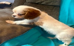 Cavalier King Charles Spaniel dogs for sale: Kc register King Charles puppies. - Image 5