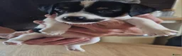 Parson Russell dogs for sale: Cracking parsons Russell puppies - Advert 6