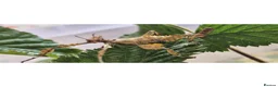 Mixed Breed invertebrates for sale: Live stick insects and eggs - Advert 6