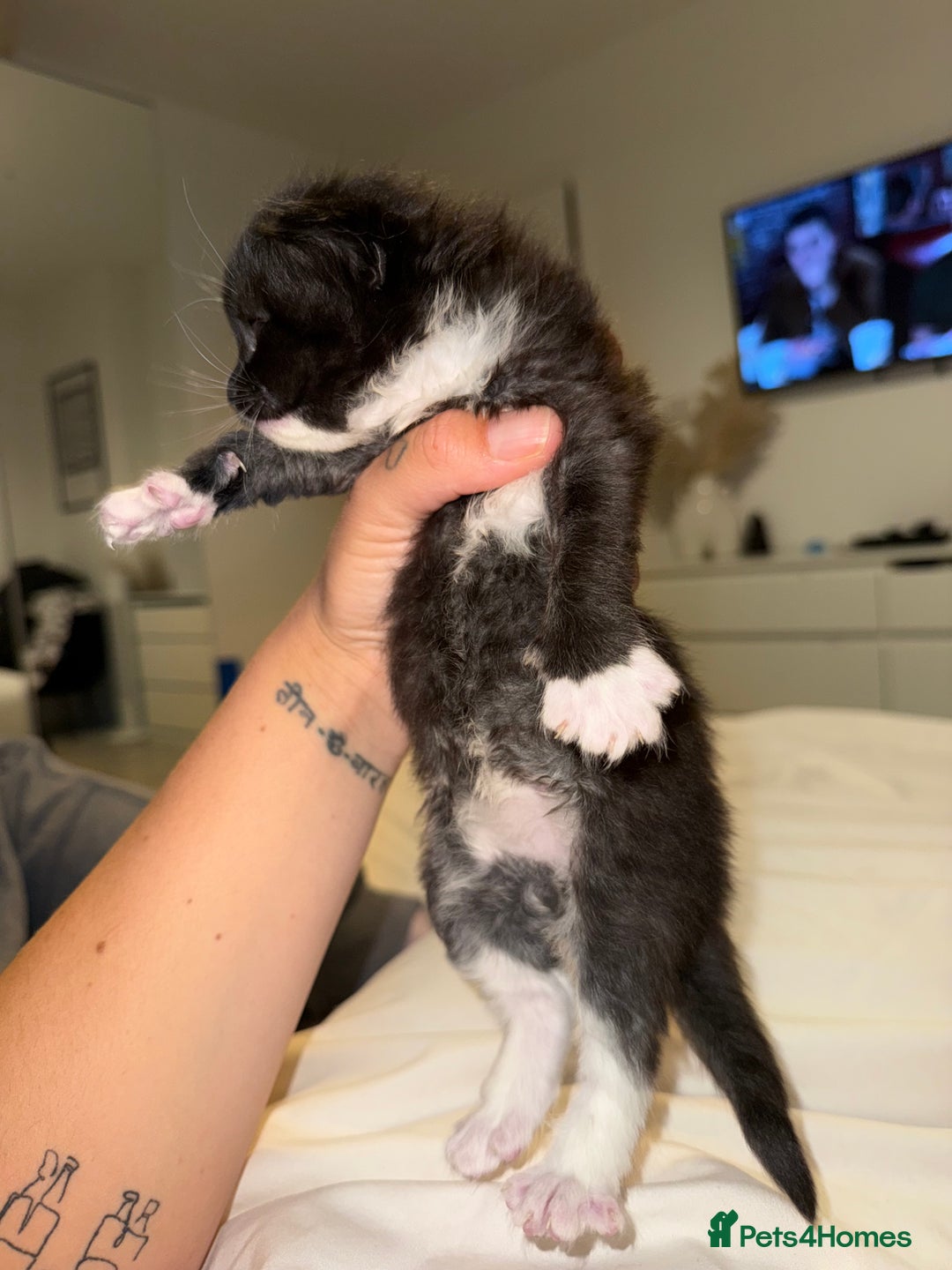 British Longhair cats for sale: British long hair cross  in Leiston - Image 4