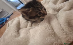 Mixed Breed cats for sale: Mixed colour kittens  - Image 19