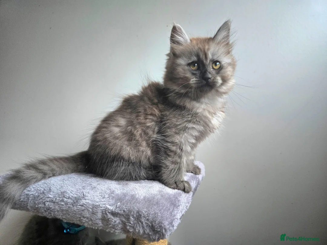 Siberian cats for sale: Beautiful Siberian Kittens  - Advert 2
