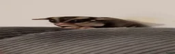Sugar Glider rodents for sale: 2 male sugar gliders in Newtownabbey - Advert 2
