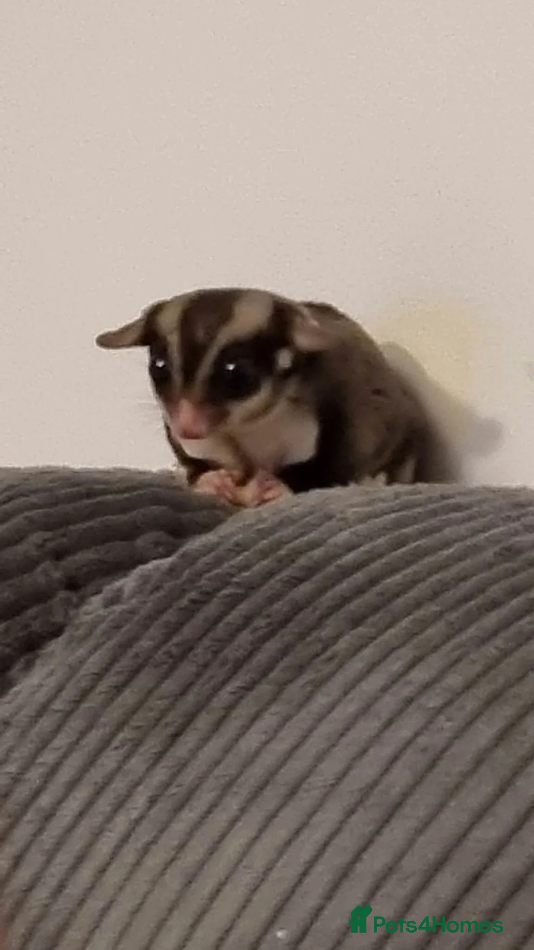 Sugar Glider rodents for sale: 2 male sugar gliders in Newtownabbey - Advert 2
